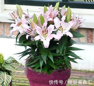 百合花叶子要是发黄了怎么办