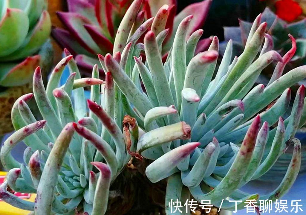 养护|多肉新手养护清单,好养好看爱出状态的多肉,是最好选择