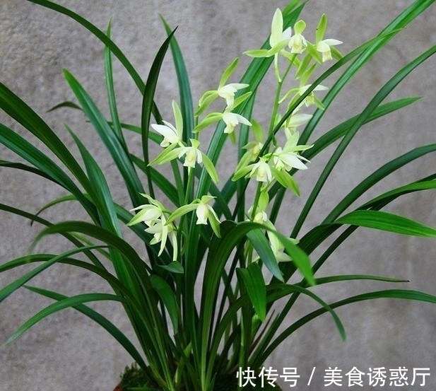 适合新手养的兰花：种植技巧，学会这几步，大获丰收不是梦