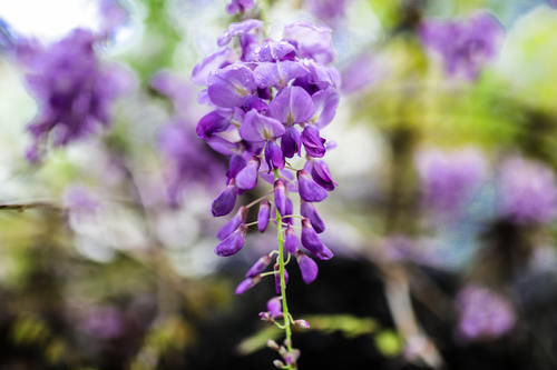 三月烟雨阳朔，油菜花正值盛花期，踏青赏花的好时节