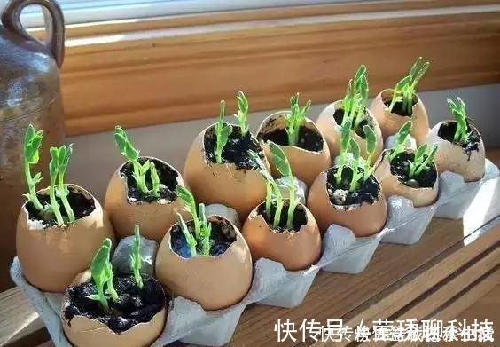 肥料|鸡蛋壳你不要都给我,鸡蛋壳的8种养花秘诀!
