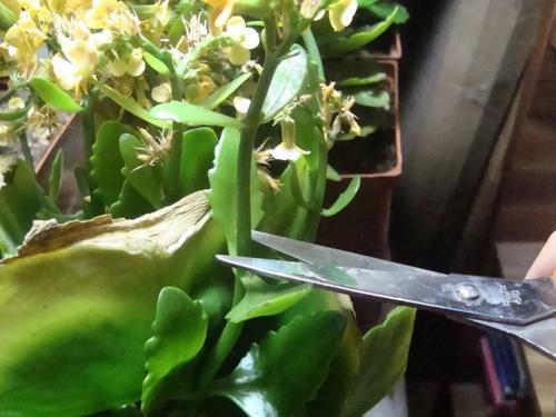 6种花，一长高就“变丑”，越矮胖越“漂亮”，要舍得剪！