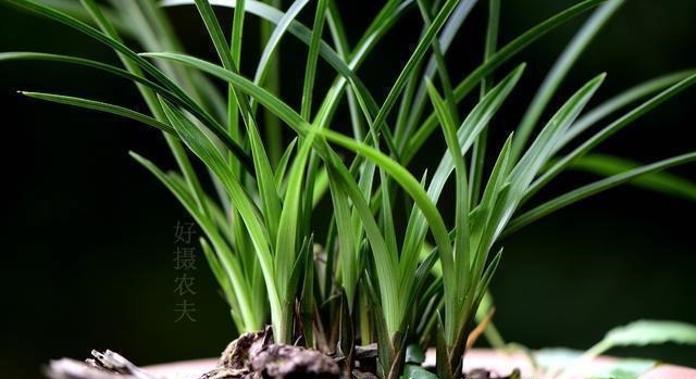 怎么判断兰花缺少氮磷钾?学会这三招,养不好兰花都难