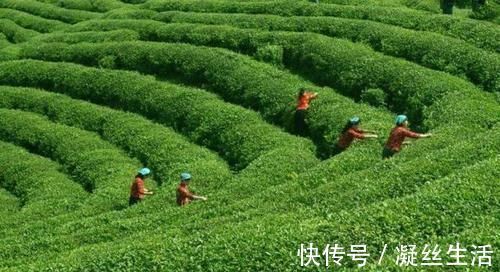 绿茶|绿茶与红茶,哪种更适合高血压患者喝,很多人不明白,喝出一身病