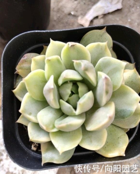 多肉好不好养,当然好养,按照“套路养”,很容易养出状态