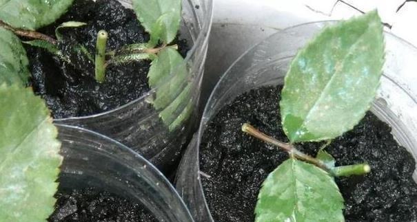 以下东西不要扔了，土里拌一些，养花效果好，改善土壤！