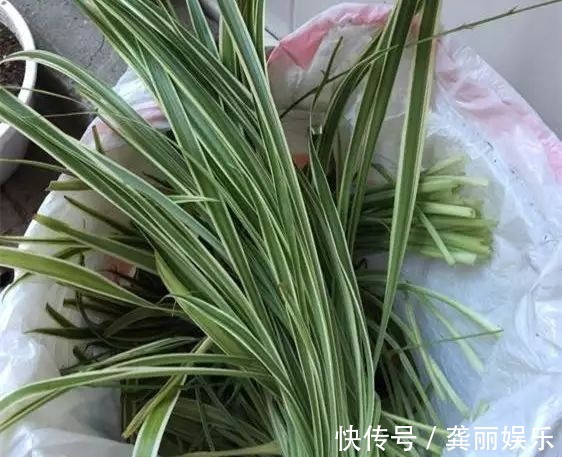 吊兰|黄叶快死的五种花卉,狠狠给它剪秃了,过几天呼呼长出一大堆