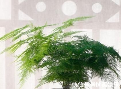 文竹|厨房里的“小东西”,拿来养文竹,比绿萝长得快,分分钟成盆景