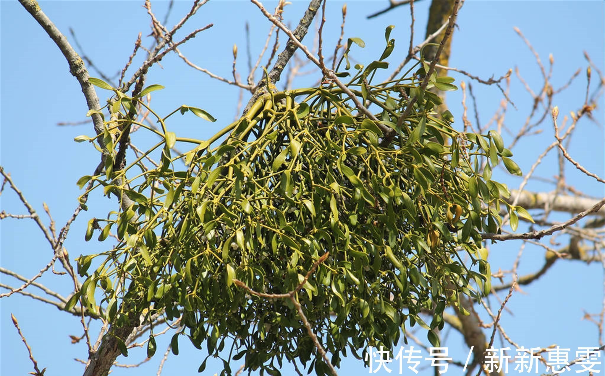 强骨|祛湿强骨、益肝固肾、降血之压，为药中之上品，养生之常备