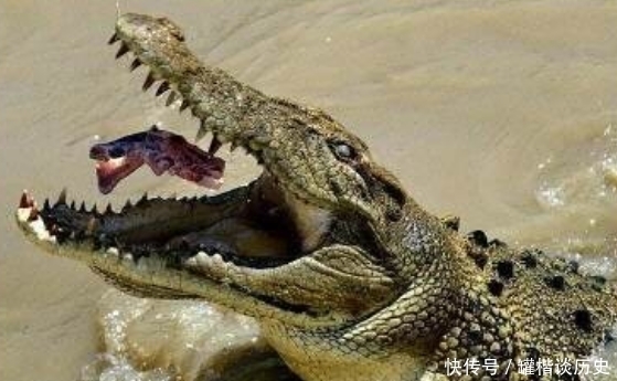 鳄鱼|二战兰里岛之战,千名日军被鳄鱼吃掉,是坊间谣言,还是确有其事