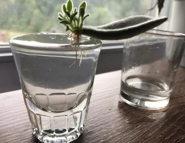 过完寒冬,多肉又干又瘦该怎么办?扔水里养养,1星期就长胖