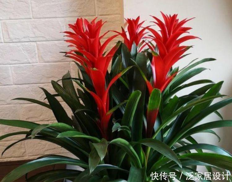 叶茂花|5种漂亮花,开花漂亮花期长,好养易活能爆盆