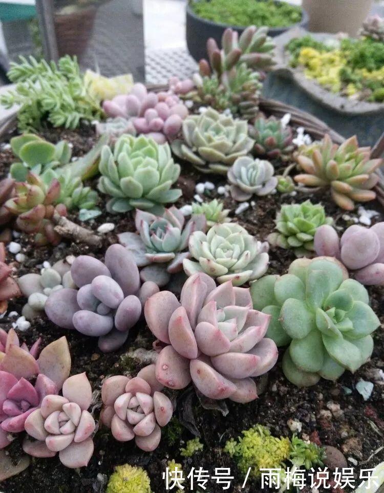 花盆|用篮子种多肉，红灿灿的超好看，瞬间变身高档花盆！