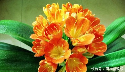 叶片|新手养护花卉,掌握3个方面,次次开花“爆盆”,叶片绿滴油!