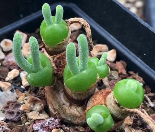 养多肉，不想天热剩空盆，春天就别栽这几款