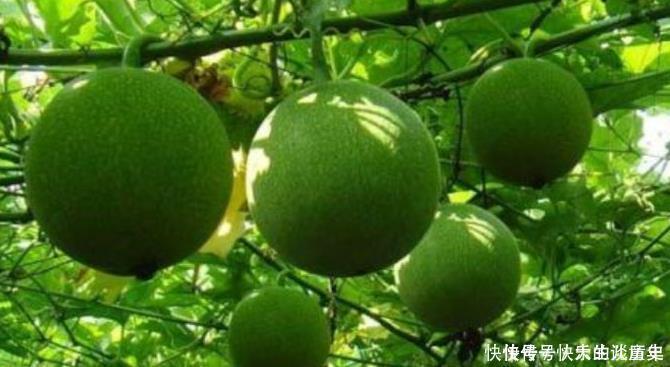 咳嗽老是不好多用一果泡水,坚持7天,止咳化痰,一整年不生病