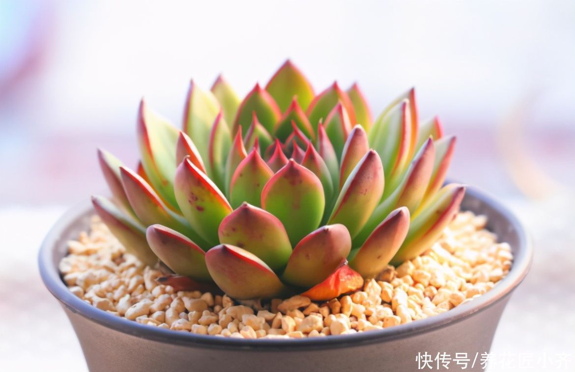紧凑|想养好多肉,要学会“虐它”,不仅不会干叶,反而植株紧凑状态美