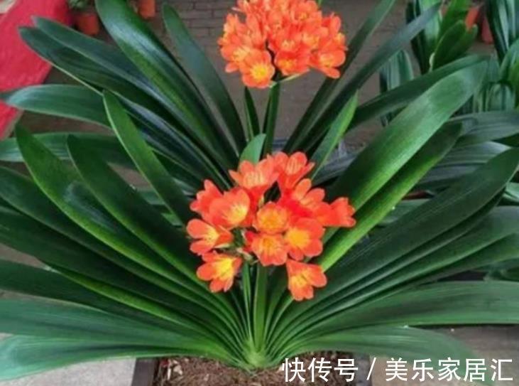 公认难养的3种花,老花匠都后悔了,买一盆死一盆,新手慎养