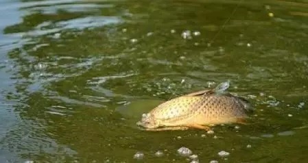 冬钓打窝四大口诀 不要外传的,只管自己钓得盆满钵满!