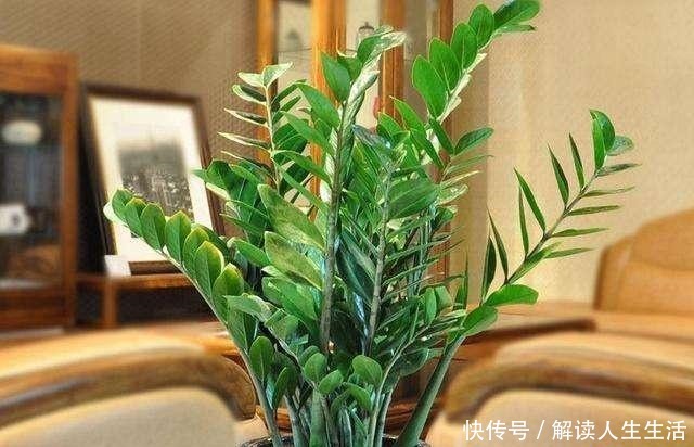 这6种“生财花”,夏季养家里,“浇水”要注意,否则黄叶、烂根!