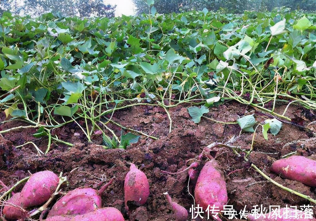 小森林|蔬菜中的“皇后”,比绿萝还好看,一个月长成小森林,天天炒菜吃