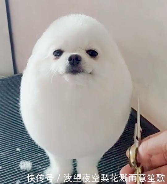 剪不剪|小长假不看点沙雕图怎么过!这世上竟有如此沙雕的手办!