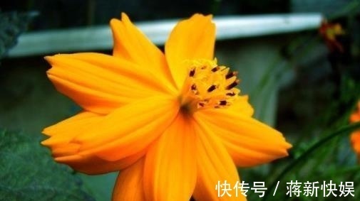 喜欢菊花，不如养盆“国华系列”国华皇冠，似美人偏偏，娇艳高贵