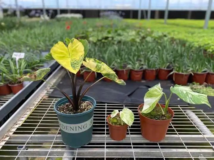 槟榔芋|据说“芋头”成了网红单品,一片破叶子居然要卖1000块