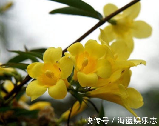 茉莉|家养“香水花”,比茉莉“香10倍”,比绿萝好养,能耐零下20度