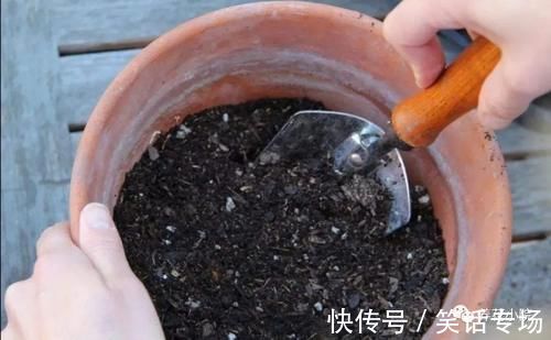 腐殖土|家中养花，别用这3种土，用上长不旺，影响开花