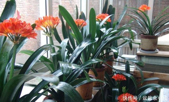 君子兰疯长,冒出5根花箭,是2种肥的功劳,养啥都旺
