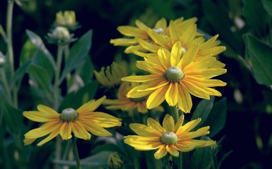 喜欢菊花不如养一盆“金光菊”,璀璨夺目,花期长适合盆栽养殖