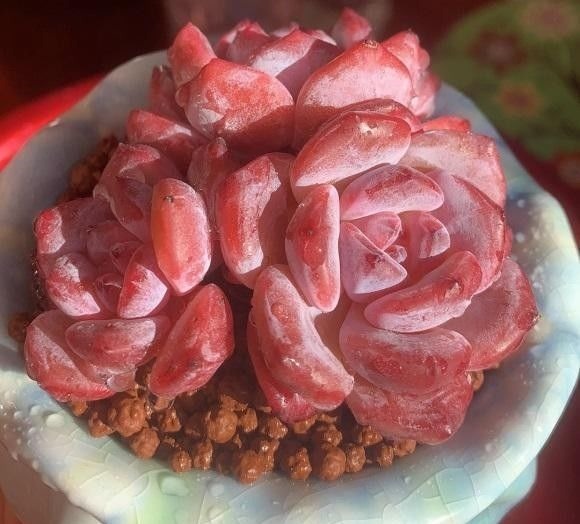 根系|多肉买回家,种到盆里别着急浇水,1周后再浇水,发根更快