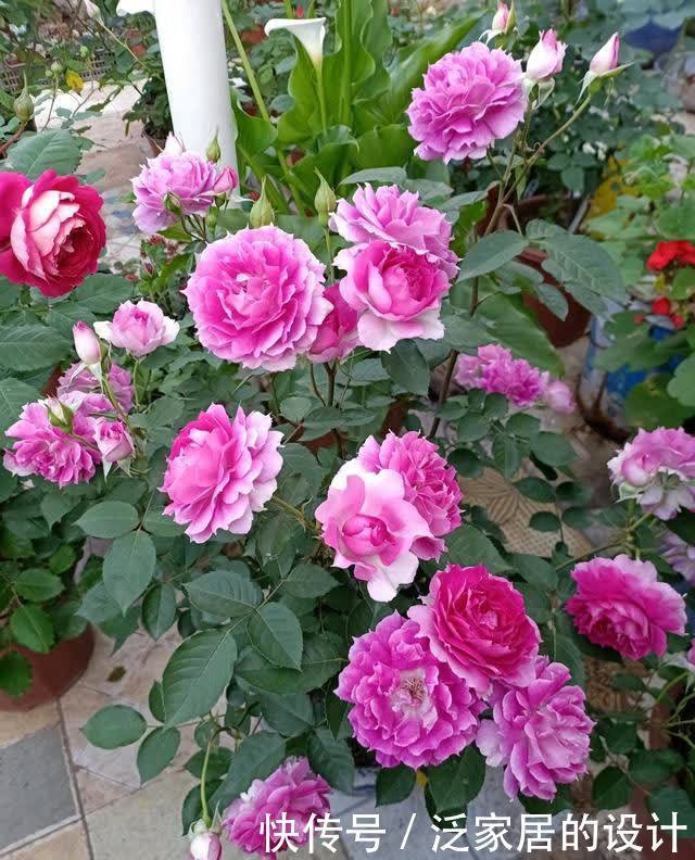 天方夜谭—盆栽花卉“新宠”,花似牡丹,又美又香,四季有花看