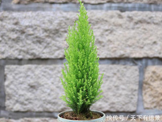 4种花可以养在卧室,好养容易打理,养人又“养气”