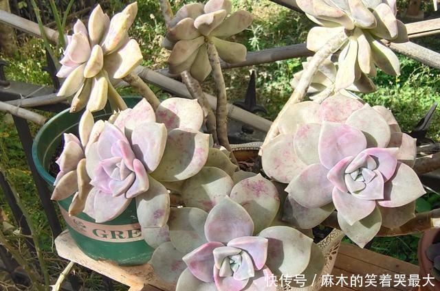 乙女|四种“零差评”多肉推荐,颜值不比桃蛋低,还容易成老桩!