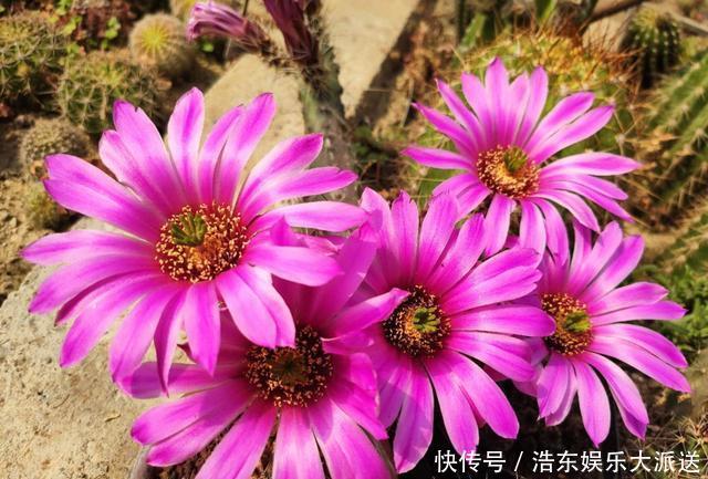 球属|养仙人球,“高手”这样养,做到几点,什么品种也开花