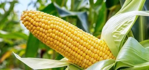 紫菜|女人多吃4种“刮脂”食物,改善便秘,体重降到2位数轻而易举!