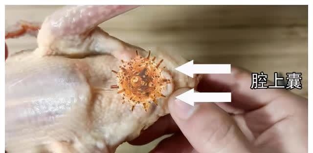 鸡屁股|宁舍金山、不舍鸡尖,传说有毒且致癌的鸡屁股,到底能不能吃?