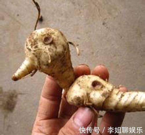 鸡头参|人参的兄弟农村到处都是,农民直接拿来生吃大补身体