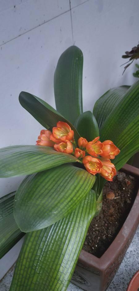 君子兰分“公母”?满足三要素,叶片青翠如折扇,清香宜人小半年