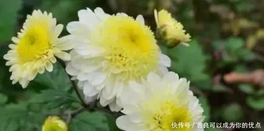  咏菊|菊花，最美秋日诗词