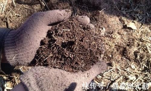 绿植|松针发酵腐熟做营养土，为什么要选择生松针，不宜选择干松针？