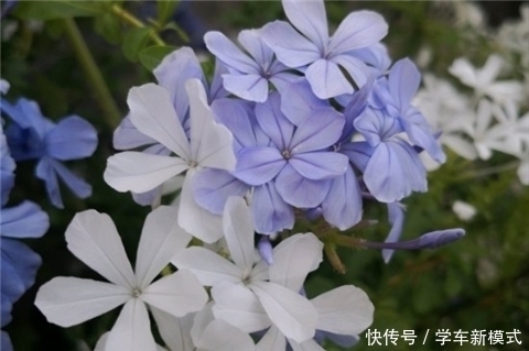 花朵|养5种花，夏天不怕热，花朵蹭蹭开，好看又好养