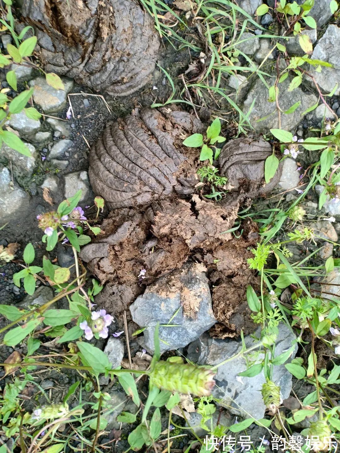 肥料|最好用的养花肥,盆里撒一把,1年不用换盆了