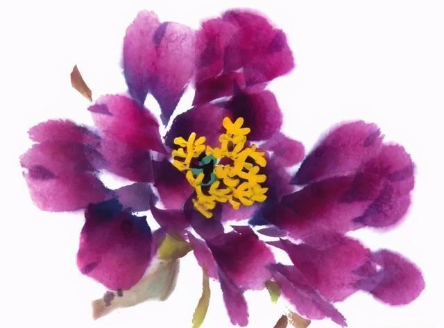 形态|紫、红牡丹花头写意画法与形态参考