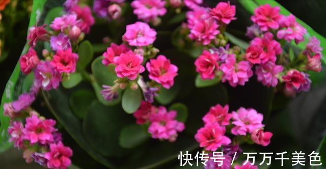 花卉|入秋后,这些花要早点进行翻盆换土的工作,才能叶绿根壮长势旺