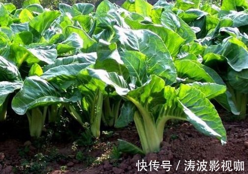 牛皮菜|洋葱大蒜靠边站，秋季最“厉害”的是它，滋养皮肤，抗衰老