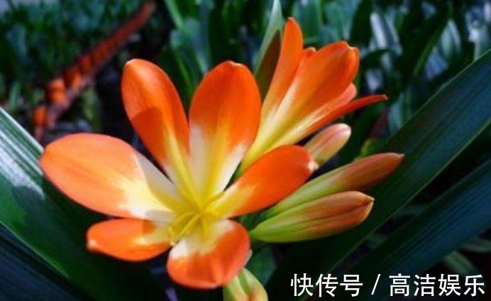 叶片|有钱人都养3种花,净化空气,还能很好的旺运,财源广进