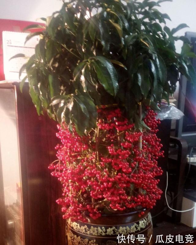 一种红果叫黄金万两,养啥招财树都不如养它,全年不掉果